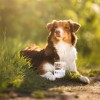 VETEXPERT RAW PALEO Adult Monoprotein Cod - wet dog food - 400 g VETEXPERT RAW PALEO Adult Monoprotein Cod - wet dog food - 400 g