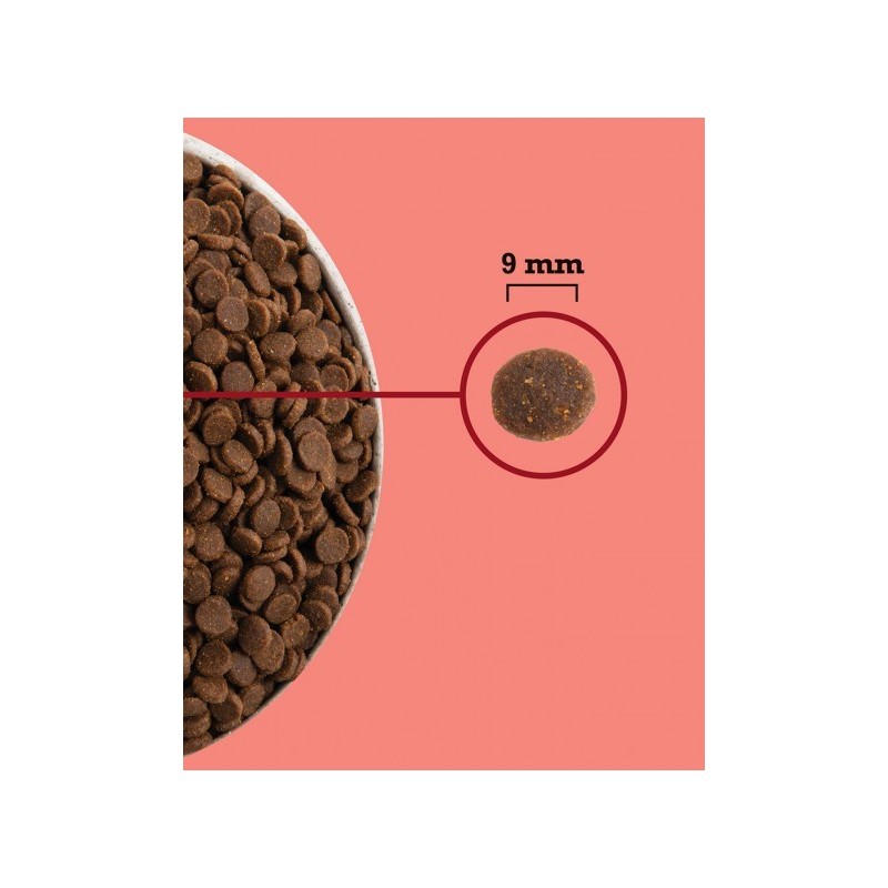 ACANA Highest Protein Indoor Cat - dry cat food - 4,5kg ACANA Highest Protein Indoor Cat - dry cat food - 4,5kg