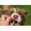 GELOREN Small dog Joints - dog vitamins - 180g GELOREN Small dog Joints - dog vitamins - 180g