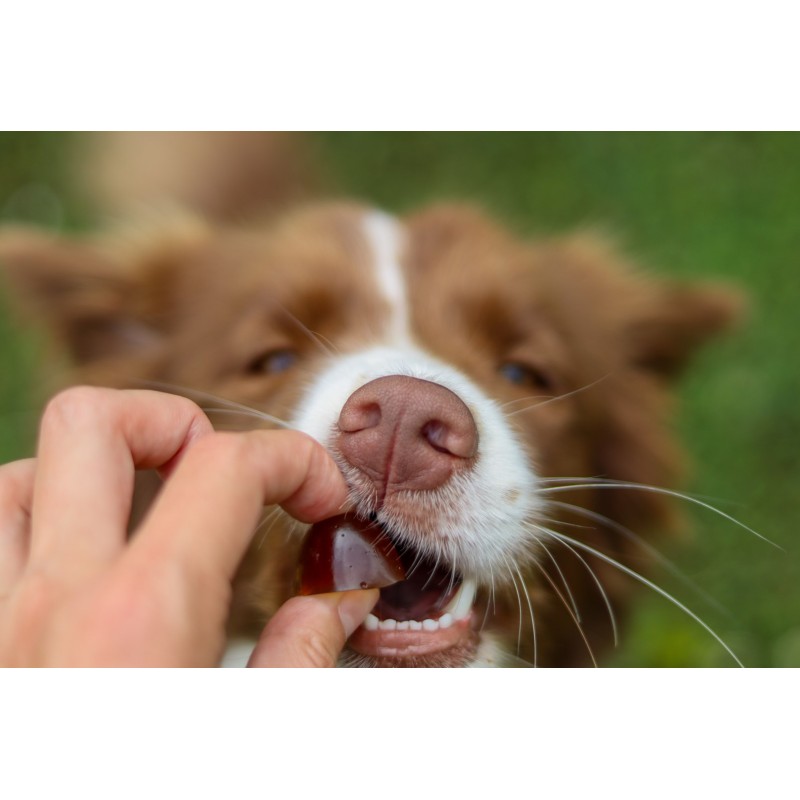 GELOREN Small dog Joints - dog vitamins - 180g GELOREN Small dog Joints - dog vitamins - 180g
