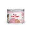 Royal Canin BABYCAT INSTINCTIVE - Wet cat food - 195 g