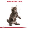 ROYAL CANIN Maine Coon Kitten - dry cat food - 2 kg ROYAL CANIN Maine Coon Kitten - dry cat food - 2 kg