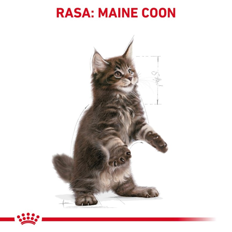 ROYAL CANIN Maine Coon Kitten - dry cat food - 2 kg ROYAL CANIN Maine Coon Kitten - dry cat food - 2 kg