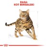 ROYAL CANIN FBN Bengal Adult - dry cat food - 10kg ROYAL CANIN FBN Bengal Adult - dry cat food - 10kg