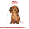 Food Royal Canin SHN Breed Dachshund Jun 1.5 kg Food Royal Canin SHN Breed Dachshund Jun 1.5 kg