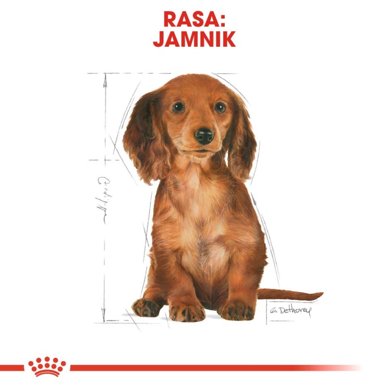 Food Royal Canin SHN Breed Dachshund Jun 1.5 kg Food Royal Canin SHN Breed Dachshund Jun 1.5 kg