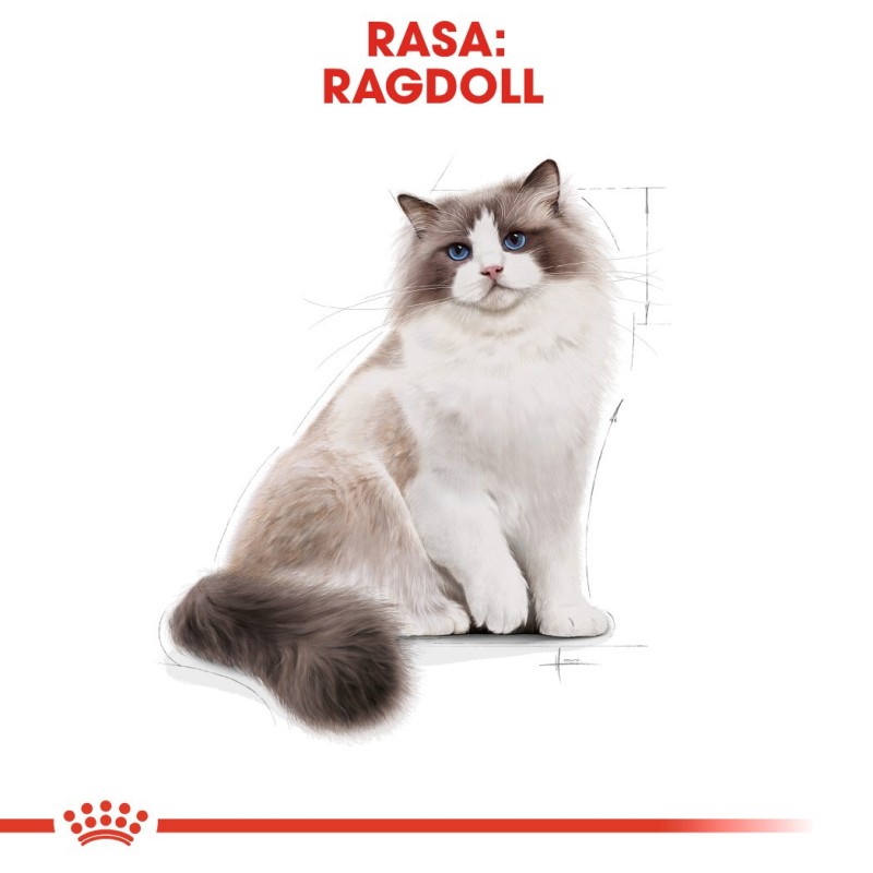 Royal Canin FBN Ragdoll Adult dry cat food 2 kg Royal Canin FBN Ragdoll Adult dry cat food 2 kg