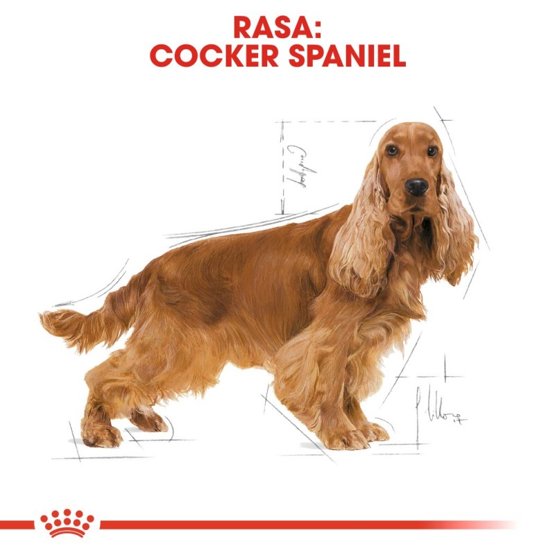ROYAL CANIN Adult Cocker - dry dog food - 12 kg ROYAL CANIN Adult Cocker - dry dog food - 12 kg