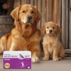 JM SANTE Multiway Vet Duocaps Osteo - twist-off capsules for joints for dogs and cats – 60 pcs JM SANTE Multiway Vet Duocaps Osteo - twist-off capsules for joints for dogs and cats – 60 pcs