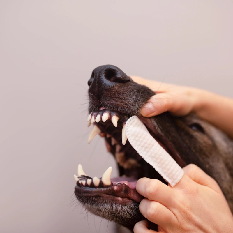 VETEXPERT Caryodent Finger Wipes - dog vitamins - 100ml