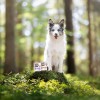 RAW PALEO Puppy Monoprotein Duck - wet food for puppies - 400 g
