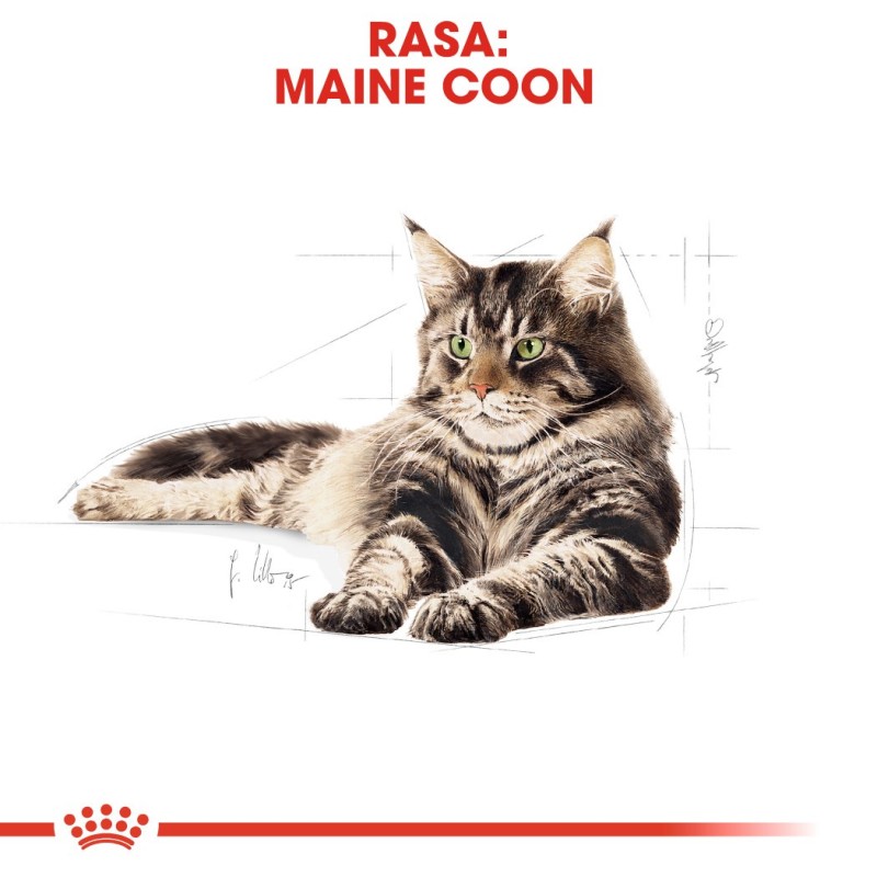 ROYAL CANIN FBN Maine Coon - Cat wet food - sachet 12x 85g ROYAL CANIN FBN Maine Coon - Cat wet food - sachet 12x 85g