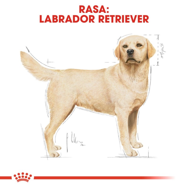 ROYAL CANIN Labrador Adult - dry dog food - 12 kg ROYAL CANIN Labrador Adult - dry dog food - 12 kg