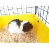 C&C modular cage 5x2 pig rabbit hedgehog black 180 x 75 x 37 cm C&C modular cage 5x2 pig rabbit hedgehog black 180 x 75 x 37 cm