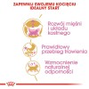 Royal Canin British Shorthair Kitten cats dry food 2 kg Poultry, Rice, Vegetable
