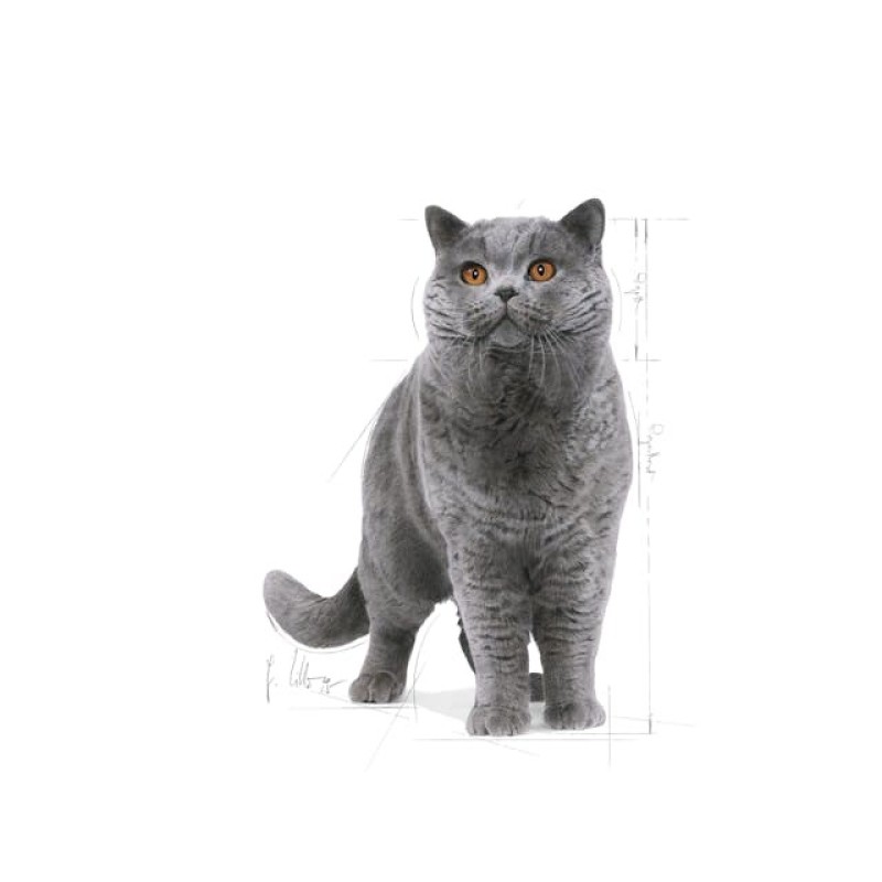 ROYAL CANIN FBN British Shorthair Adult dry cat food - 10 kg ROYAL CANIN FBN British Shorthair Adult dry cat food - 10 kg