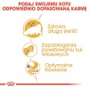 Royal Canin Persian cats dry food 4 kg Adult Maize, Poultry Royal Canin Persian cats dry food 4 kg Adult Maize, Poultry
