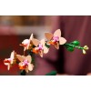 LEGO BOTANICALS 10343 Mała orchidea LEGO BOTANICALS 10343 Mała orchidea