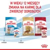 ROYAL CANIN SHN Medium Puppy in sauce - wet puppy food - 10x140g ROYAL CANIN SHN Medium Puppy in sauce - wet puppy food - 10x140g