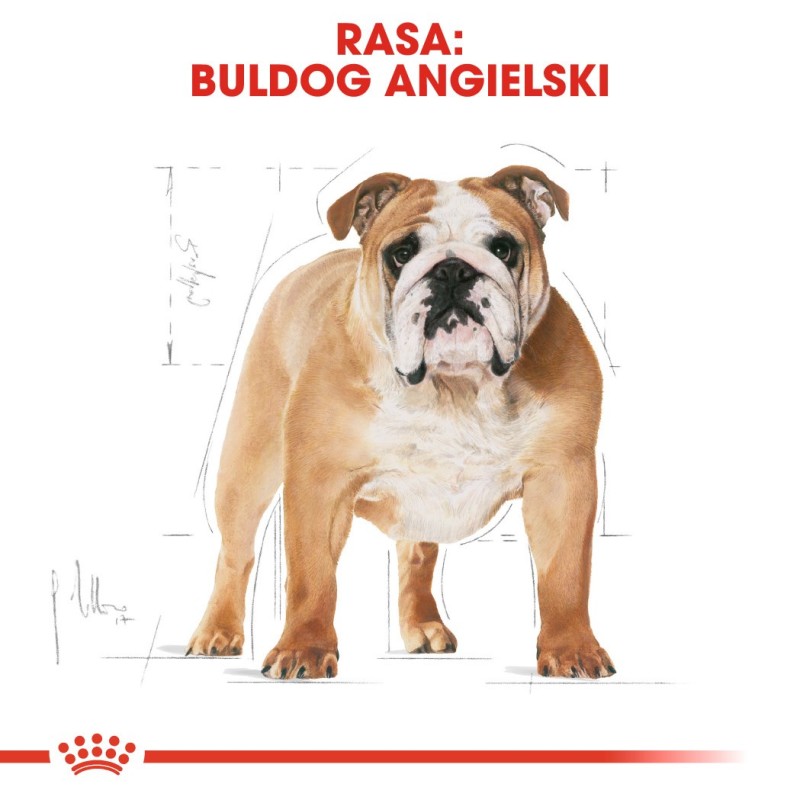 ROYAL CANIN Bulldog Adult - dry dog food - 12 kg ROYAL CANIN Bulldog Adult - dry dog food - 12 kg