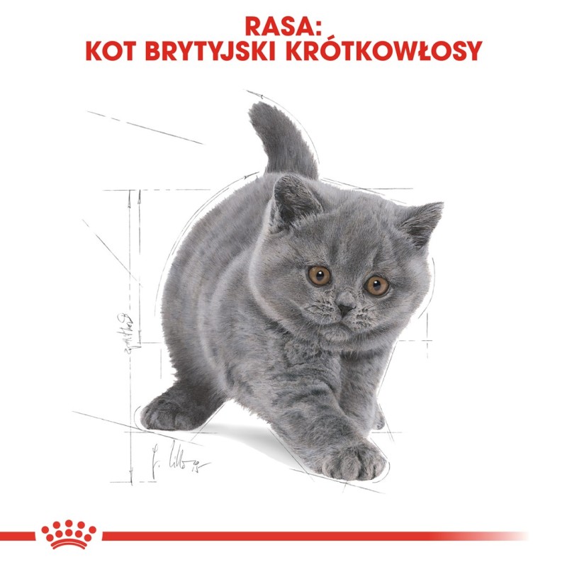 Royal Canin British Shorthair Kitten cats dry food 2 kg Poultry, Rice, Vegetable Royal Canin British Shorthair Kitten cats dry food 2 kg Poultry, Rice, Vegetable
