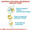 Food Royal Canin SHN Breed Dachshund Jun 1.5 kg Food Royal Canin SHN Breed Dachshund Jun 1.5 kg