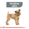 ROYAL CANIN CCN Mini Dental Care - dry food for adult dogs - 3kg ROYAL CANIN CCN Mini Dental Care - dry food for adult dogs - 3kg