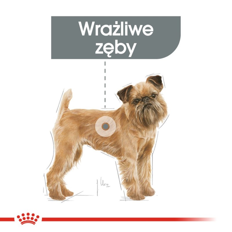 ROYAL CANIN CCN Mini Dental Care - dry food for adult dogs - 3kg ROYAL CANIN CCN Mini Dental Care - dry food for adult dogs - 3kg