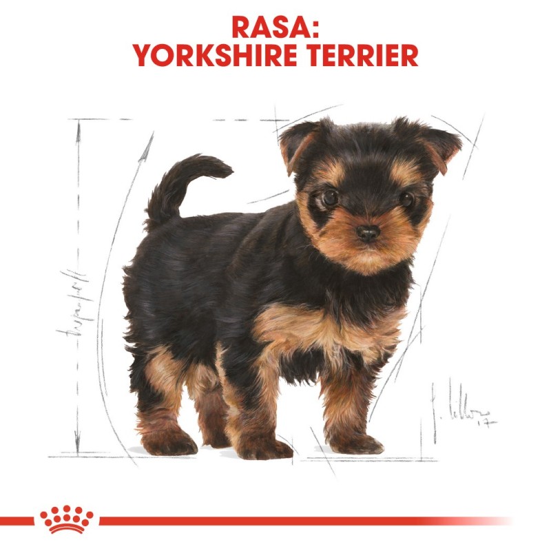 ROYAL CANIN Yorkshire Terrier Puppy - dry dog food - 1,5 kg ROYAL CANIN Yorkshire Terrier Puppy - dry dog food - 1,5 kg