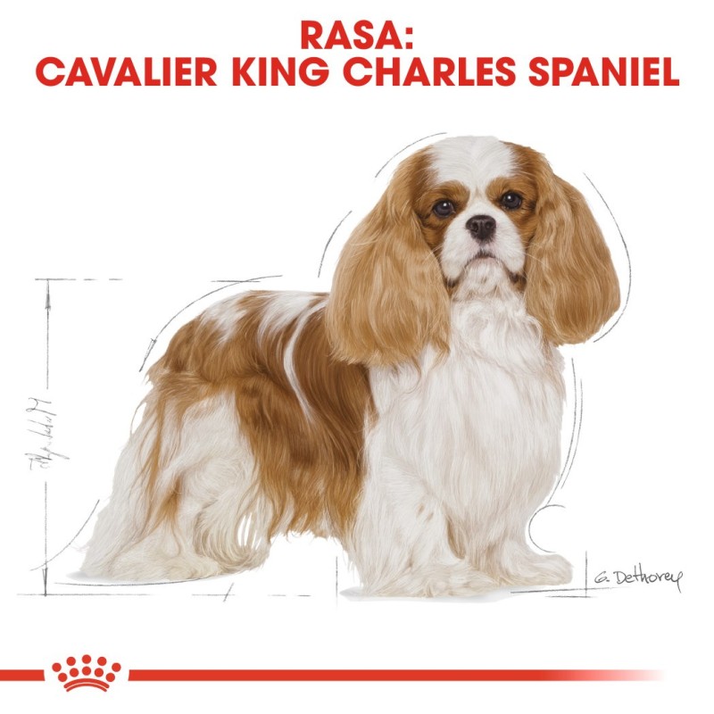 Dog Food Royal Canin SHN Breed Cavalier K C 1.5 kg Dog Food Royal Canin SHN Breed Cavalier K C 1.5 kg