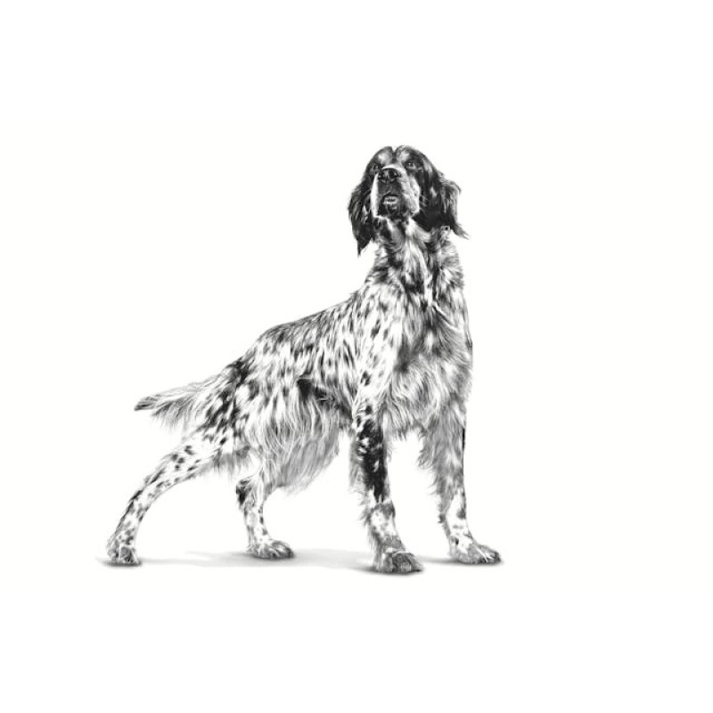 ROYAL CANIN Hypoallergenic - dry dog food - 2kg