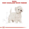 Royal Canin BHN West Highland White Terrier Adult - dry food for adult dogs - 3kg Royal Canin BHN West Highland White Terrier Adult - dry food for adult dogs - 3kg
