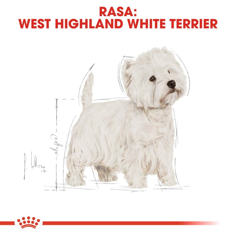 Royal Canin BHN West Highland White Terrier Adult - dry food for adult dogs - 3kg Royal Canin BHN West Highland White Terrier Adult - dry food for adult dogs - 3kg