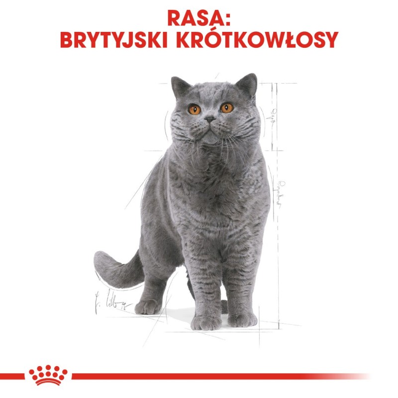 Royal Canin British Shorthair Adult cats dry food 4 kg Royal Canin British Shorthair Adult cats dry food 4 kg