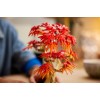 LEGO BOTANICALS 10348 Japanese Red Maple Bonsai Tree LEGO BOTANICALS 10348 Japanese Red Maple Bonsai Tree