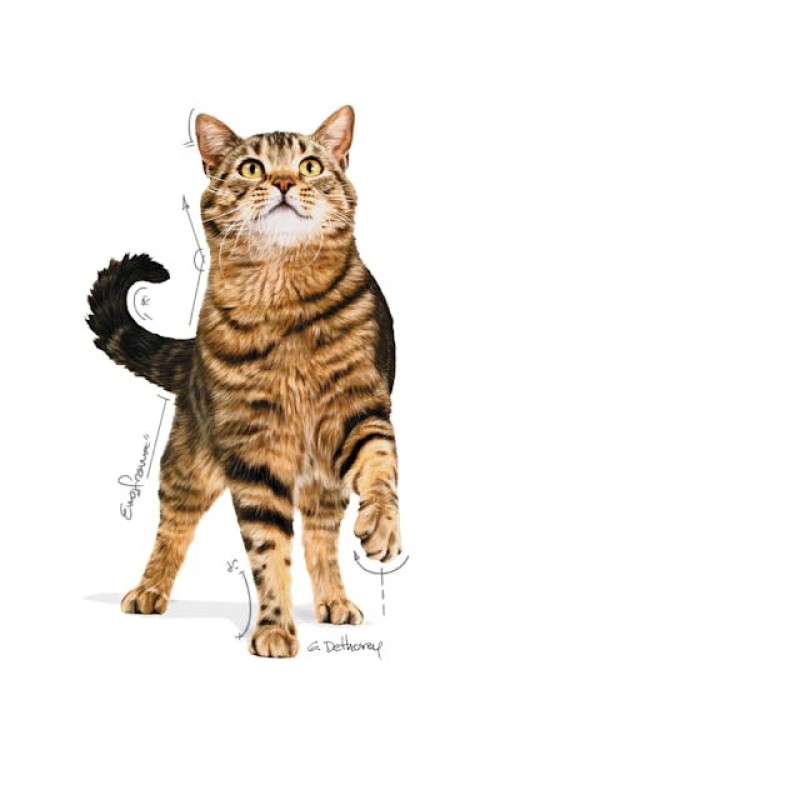 ROYAL CANIN Appetit Control pieces in sauce - wet cat food - 12 x 85g ROYAL CANIN Appetit Control pieces in sauce - wet cat food - 12 x 85g