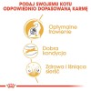 ROYAL CANIN FBN Bengal Adult - dry cat food - 10kg ROYAL CANIN FBN Bengal Adult - dry cat food - 10kg