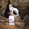 RAW PALEO Ultra Mini Adult Beef - dry dog food - 750 g RAW PALEO Ultra Mini Adult Beef - dry dog food - 750 g