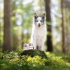 RAW PALEO Puppy Monoprotein Beef - wet food for puppies - 400 g RAW PALEO Puppy Monoprotein Beef - wet food for puppies - 400 g