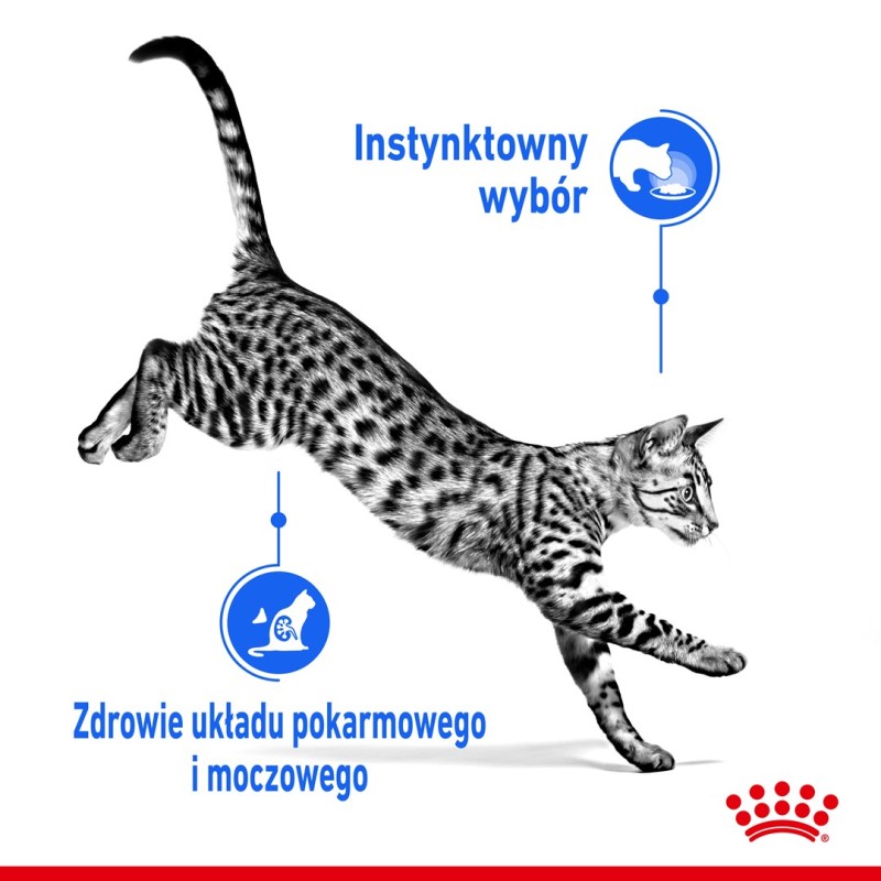 ROYAL CANIN FHN Indoor jelly - wet food for adult cats - 12x85g ROYAL CANIN FHN Indoor jelly - wet food for adult cats - 12x85g