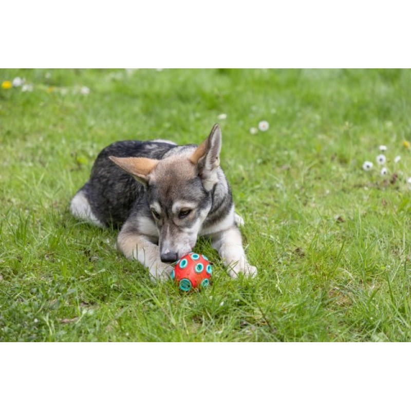 MACED Bone stuffed with beef rumen - chew for dog - 150g MACED Bone stuffed with beef rumen - chew for dog - 150g