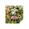 Imagination Puzzle: Ernst Haeckel Orchid 1000 elements