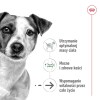 ROYAL CANIN Mini Ageing Adult +12 - dry dog food - 3,5 kg ROYAL CANIN Mini Ageing Adult +12 - dry dog food - 3,5 kg