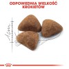Royal Canin FHN Indoor - dry food for adult cats - 4kg Royal Canin FHN Indoor - dry food for adult cats - 4kg