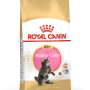 ROYAL CANIN Maine Coon Kitten- dry cat food - 4 kg