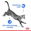 ROYAL CANIN Indoor Sterilized - Wet food for adult cats - Chunks in sauce 12x85 g