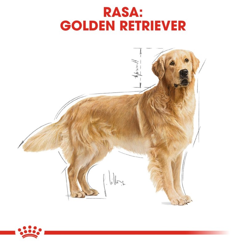 ROYAL CANIN BHN Golden Retriever dry dog food - 12kg ROYAL CANIN BHN Golden Retriever dry dog food - 12kg