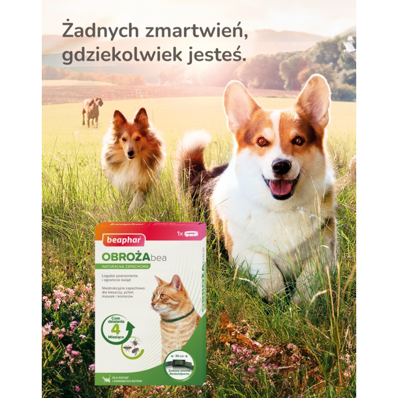 Bozita - Kitten Grain free Chicken 2 kg Bozita - Kitten Grain free Chicken 2 kg