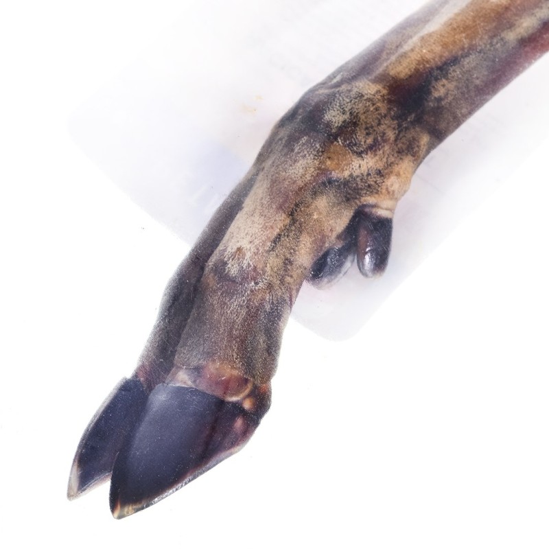 PETMEX Deer hoof - dog chew - 1 pc(s) PETMEX Deer hoof - dog chew - 1 pc(s)