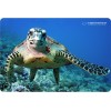 Esperanza EA133 mouse pad Multicolor Esperanza EA133 mouse pad Multicolor